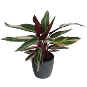 Calathea 'Triostar' + Cache pot Anthracite